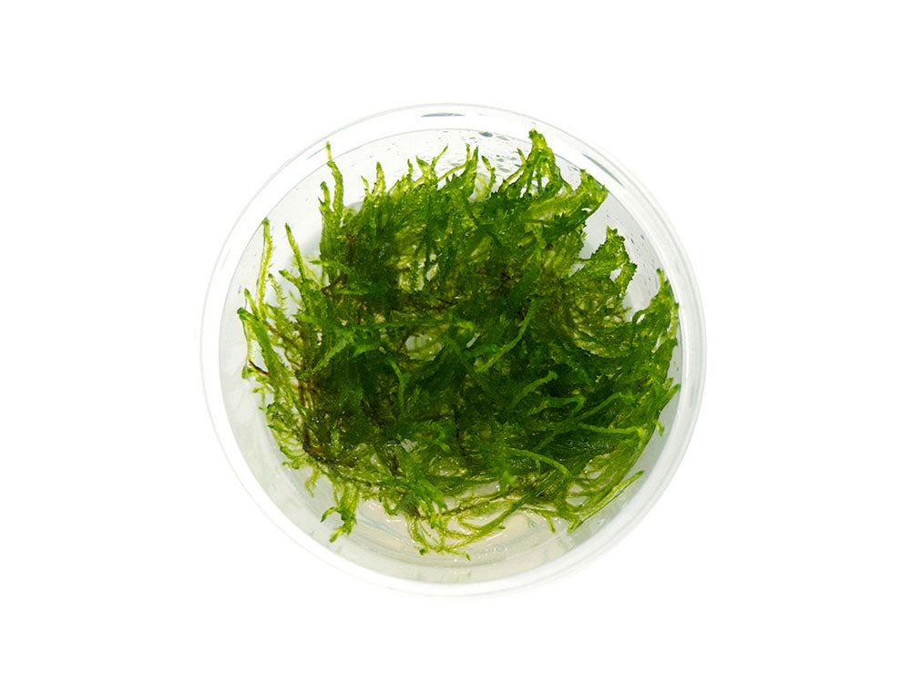 Taiwan Triangle Moss (Taxiphyllum alternans) Tissue Culture