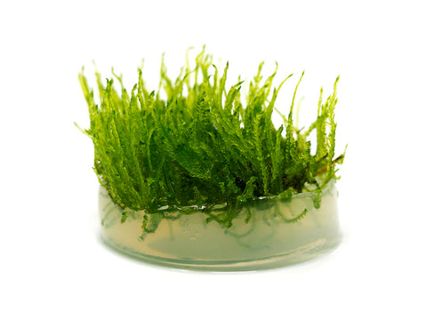 Java Moss (Taxiphyllum barbieri) – AquaSnails