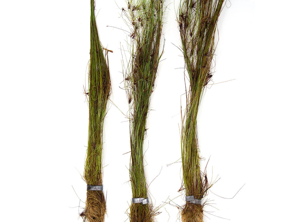 Tall AKA Umbrella Hairgrass (Eleocharis vivipara), Bare Root