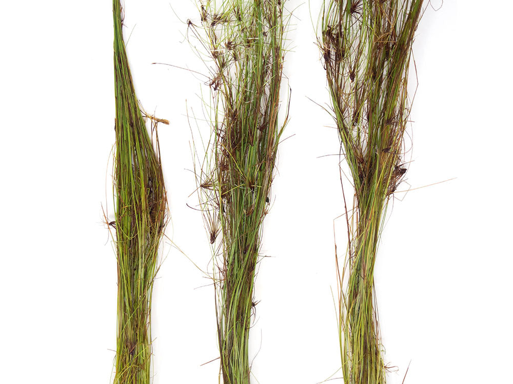 Tall AKA Umbrella Hairgrass (Eleocharis vivipara), Bare Root