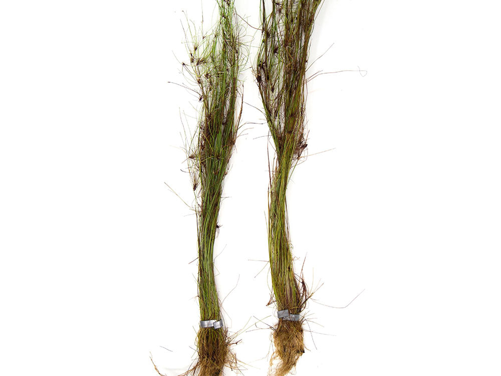 Tall AKA Umbrella Hairgrass (Eleocharis vivipara), Bare Root