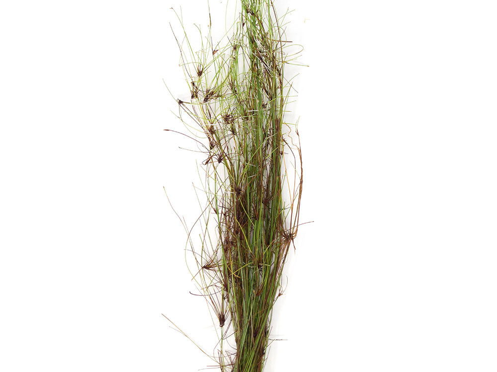 Tall AKA Umbrella Hairgrass (Eleocharis vivipara), Bare Root