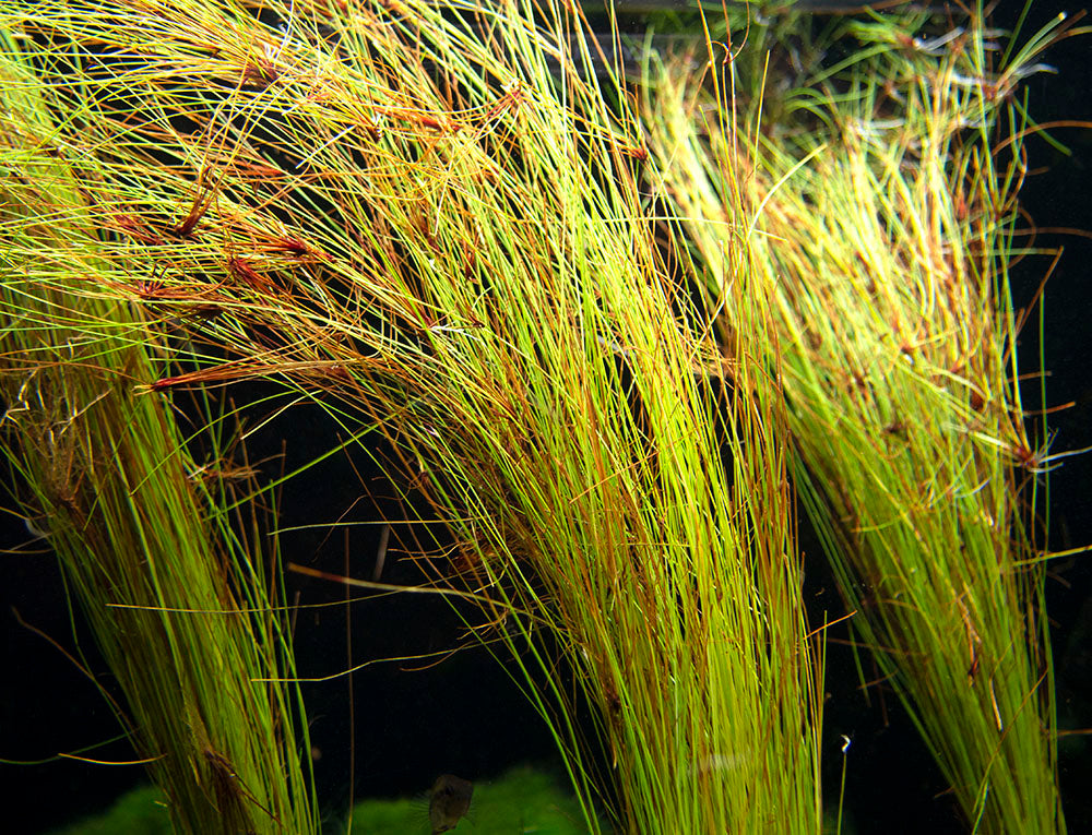 Tall AKA Umbrella Hairgrass (Eleocharis vivipara), Bare Root