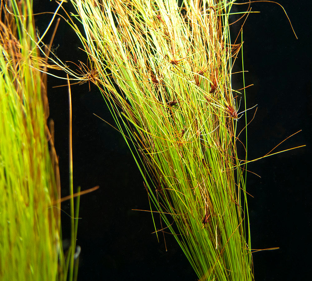 Tall AKA Umbrella Hairgrass (Eleocharis vivipara), Bare Root