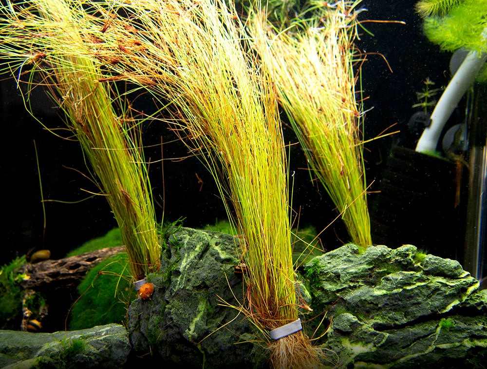 Tall AKA Umbrella Hairgrass (Eleocharis vivipara), Bare Root