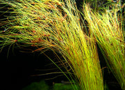 Tall AKA Umbrella Hairgrass (Eleocharis vivipara), Bare Root