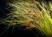 Tall AKA Umbrella Hairgrass (Eleocharis vivipara), Bare Root