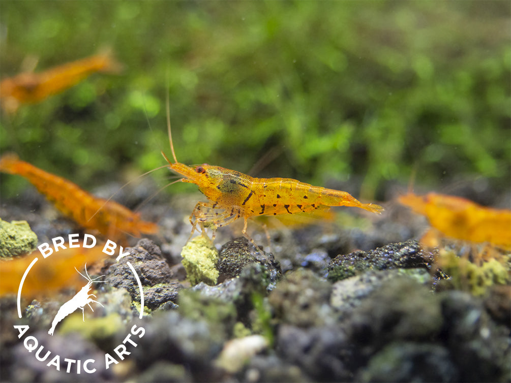 Tangerine Tiger Shrimp (Caridina serrata), BREDBY: Aquatic Arts