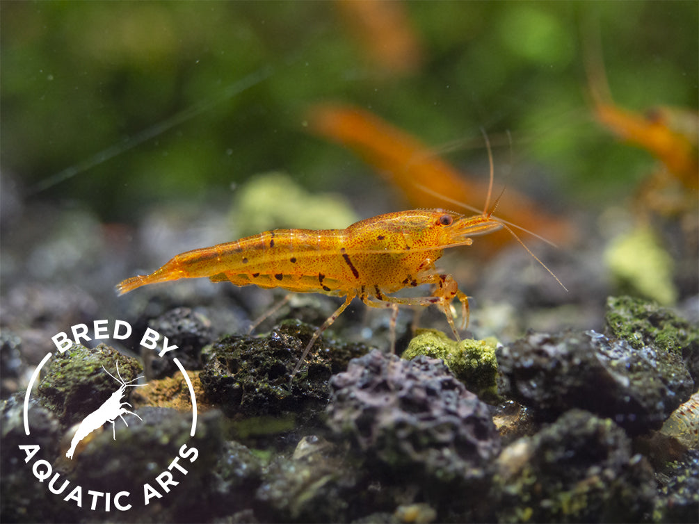 Tangerine Tiger Shrimp (Caridina serrata), BREDBY: Aquatic Arts