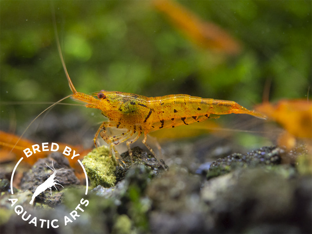 Tangerine Tiger Shrimp (Caridina serrata), BREDBY: Aquatic Arts