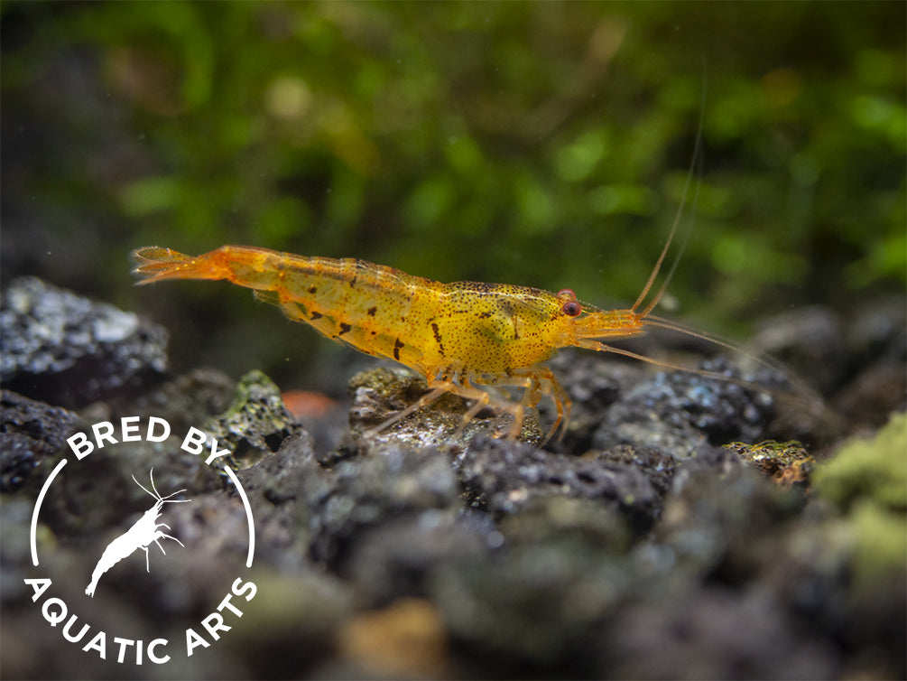 Tangerine Tiger Shrimp (Caridina serrata), BREDBY: Aquatic Arts