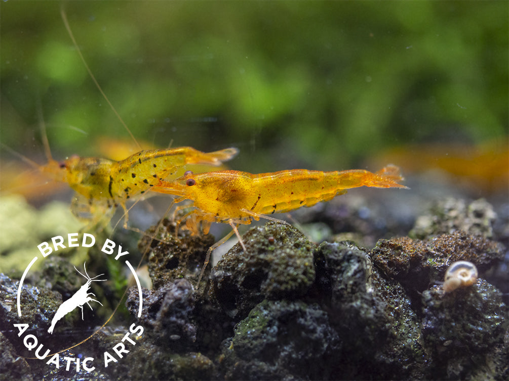 Tangerine Tiger Shrimp (Caridina serrata), BREDBY: Aquatic Arts