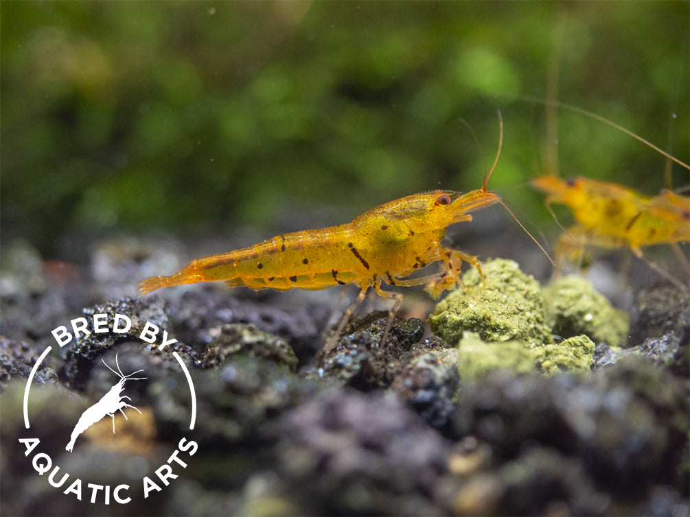 Tangerine Tiger Shrimp (Caridina serrata), BREDBY: Aquatic Arts