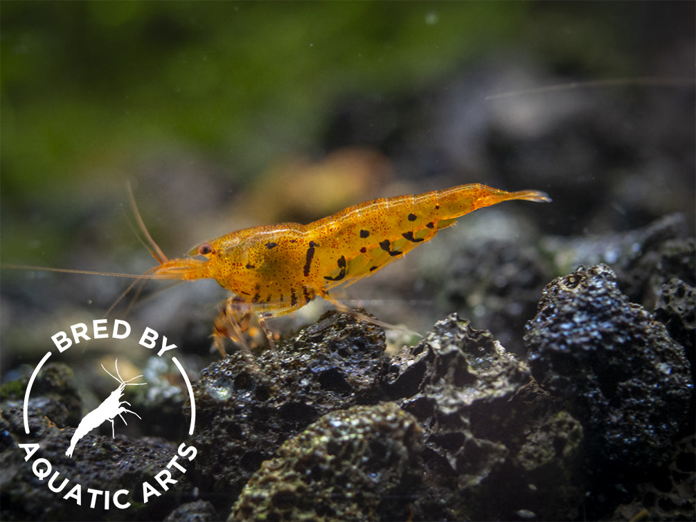 Tangerine Tiger Shrimp (Caridina serrata), BREDBY: Aquatic Arts