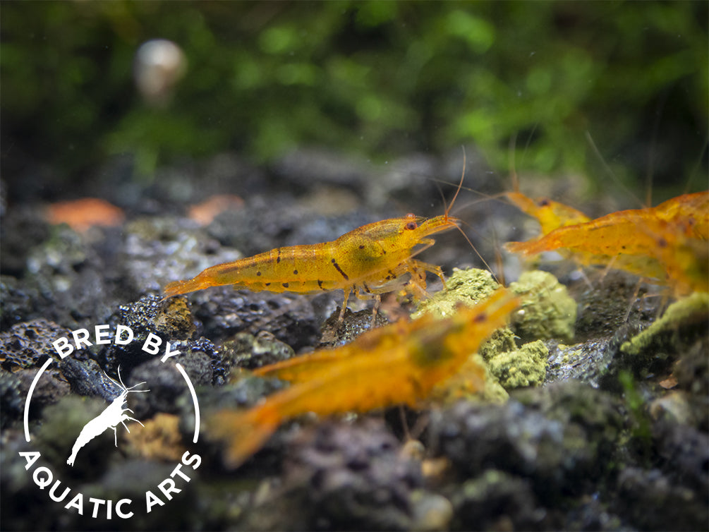 Tangerine Tiger Shrimp (Caridina serrata), BREDBY: Aquatic Arts