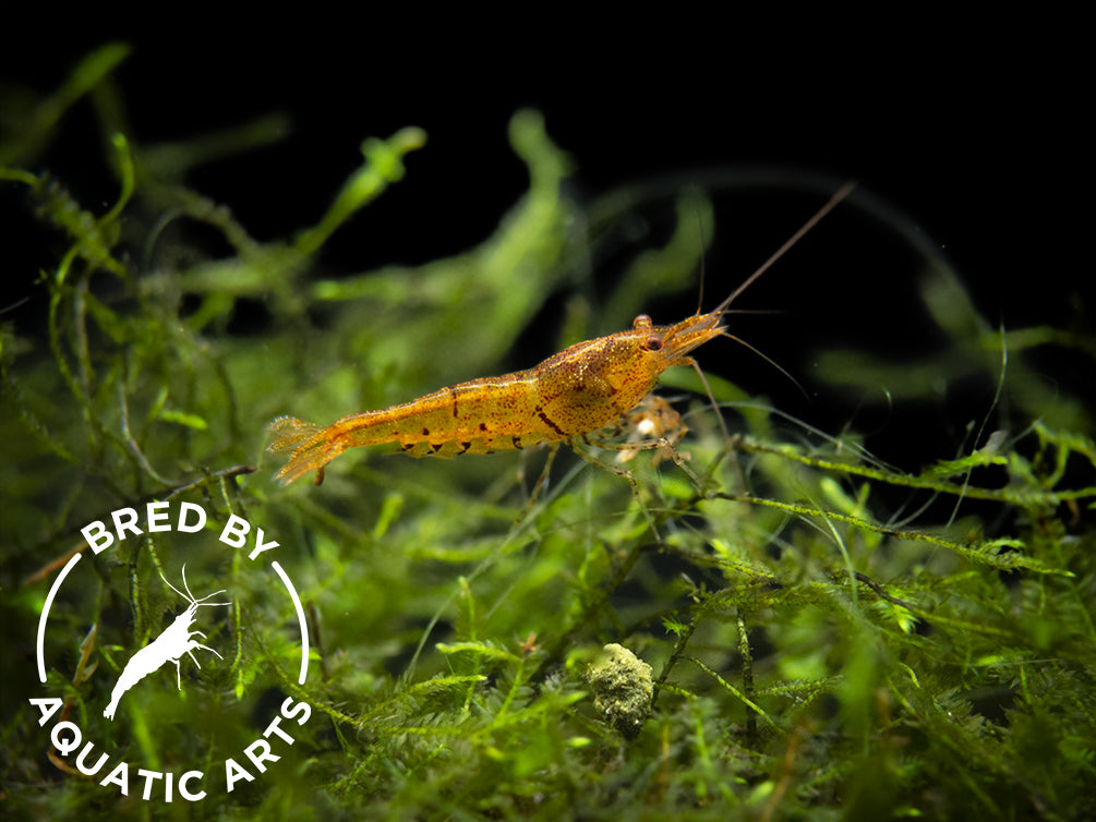 Tangerine Tiger Shrimp (Caridina serrata), BREDBY: Aquatic Arts