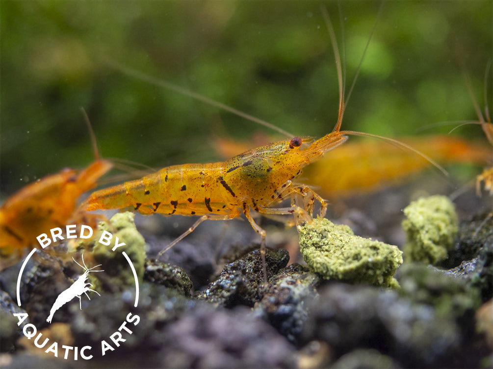 Tangerine Tiger Shrimp (Caridina serrata), BREDBY: Aquatic Arts