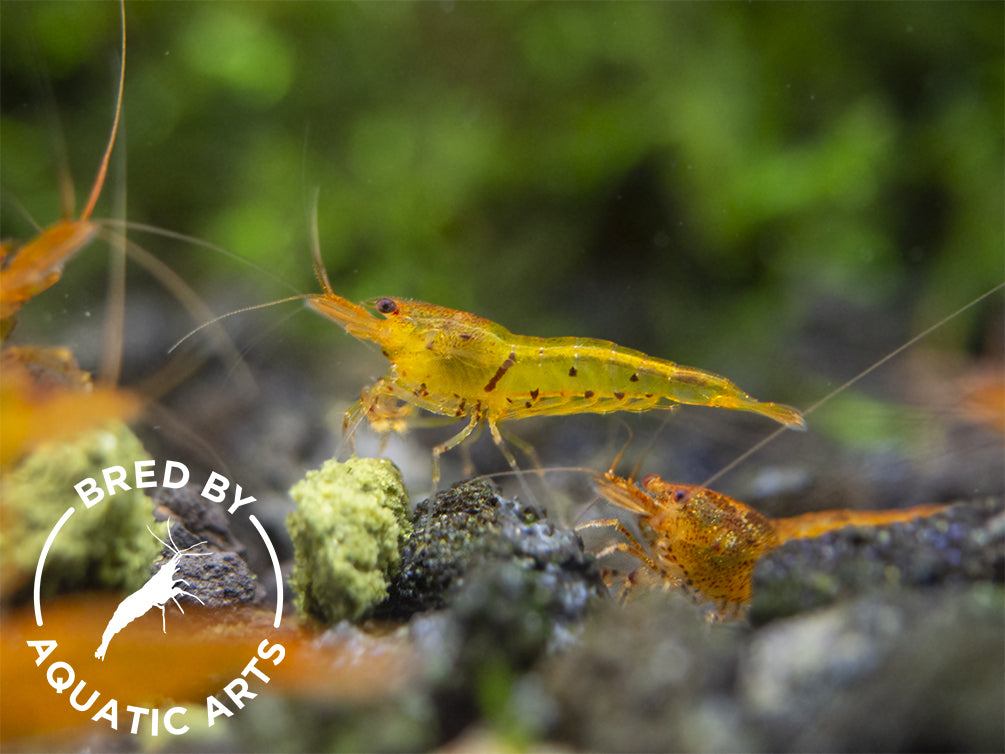 Tangerine Tiger Shrimp (Caridina serrata), BREDBY: Aquatic Arts