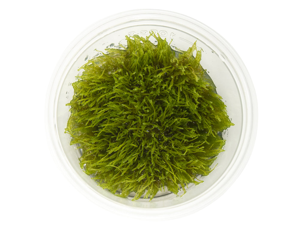 Taxiphyllum sp. "Giant Moss" Tissue Culture