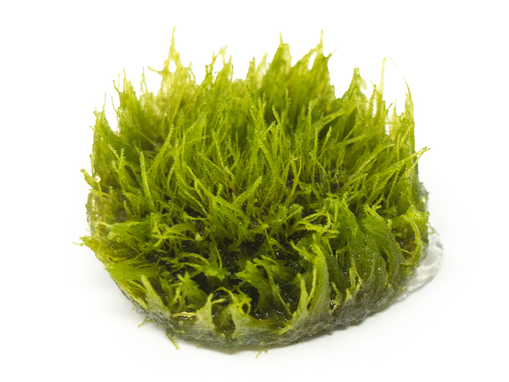 Taxiphyllum sp. "Giant Moss" Tissue Culture