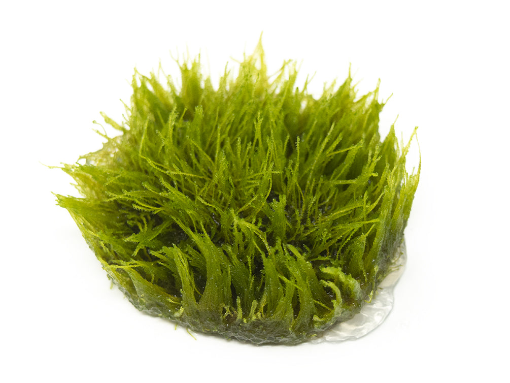 Taxiphyllum sp. "Giant Moss" Tissue Culture