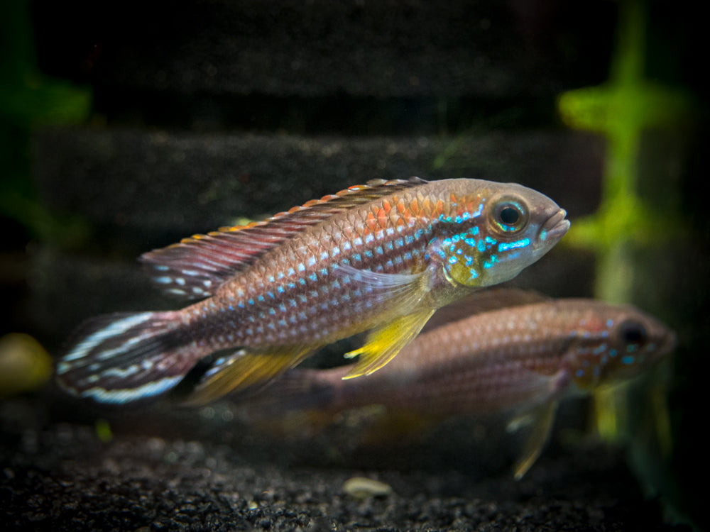 水槽 SHIMA Tefe Agassizi's Dwarf Cichlid (Apistogramma agassizii) - Aquatic Arts