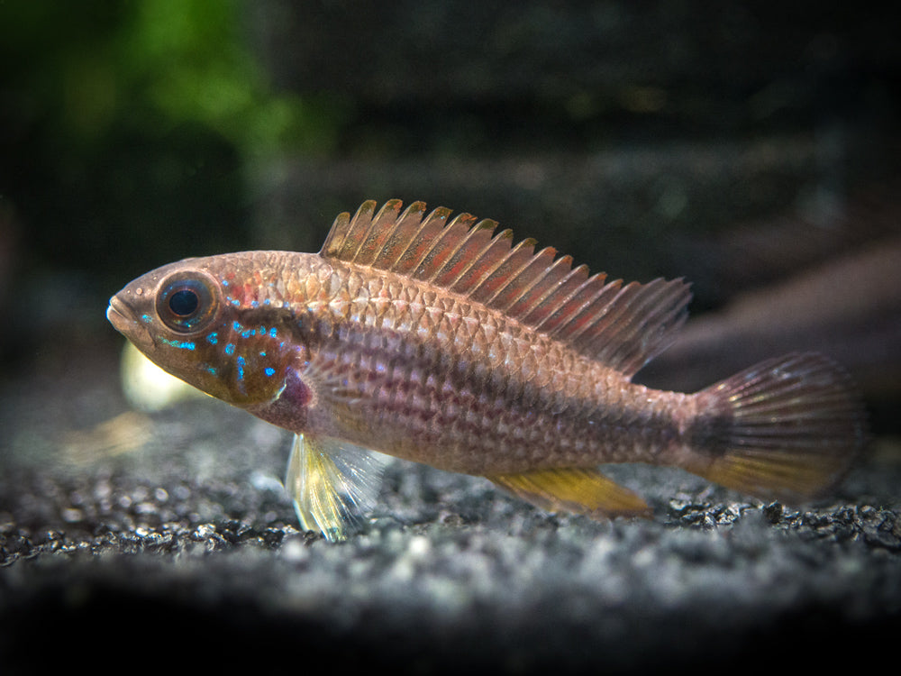 Tefe Agassizi's Dwarf Cichlid (Apistogramma cf. agassizii "Tefe") - TANK-BRED!!!