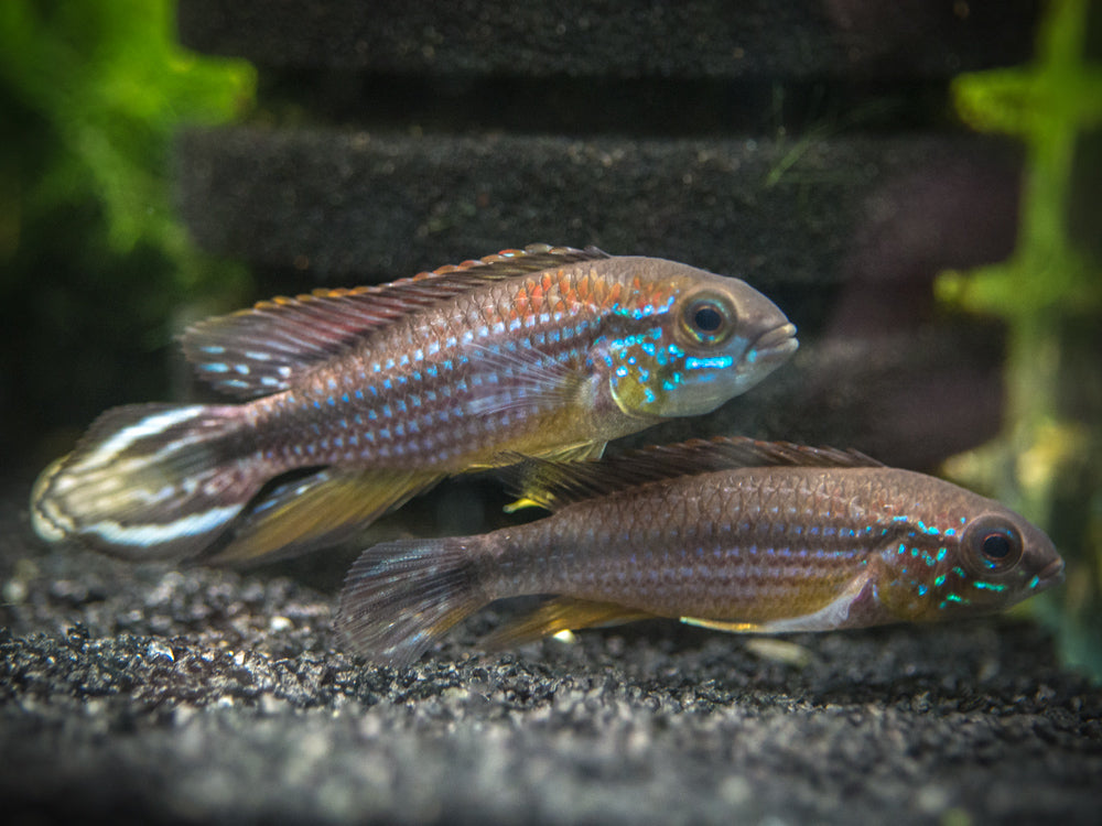 Tefe Agassizi's Dwarf Cichlid (Apistogramma cf. agassizii "Tefe") - TANK-BRED!!!