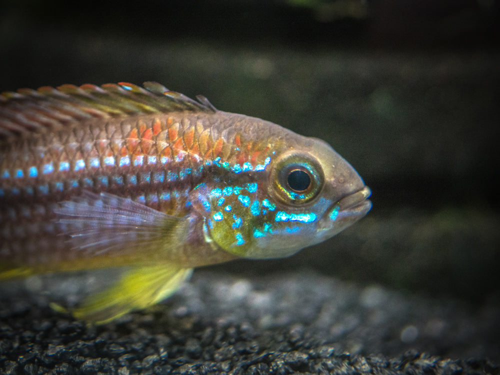 Tefe Agassizi's Dwarf Cichlid (Apistogramma cf. agassizii "Tefe") - TANK-BRED!!!