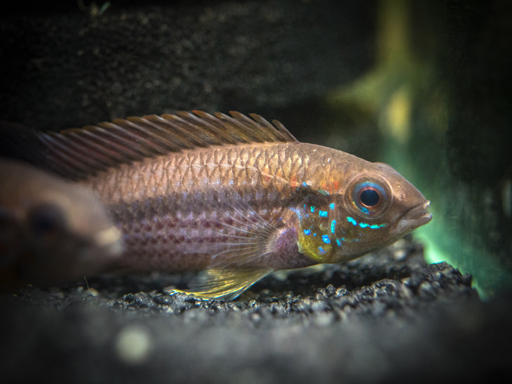 Tefe Agassizi's Dwarf Cichlid (Apistogramma cf. agassizii "Tefe") - TANK-BRED!!!