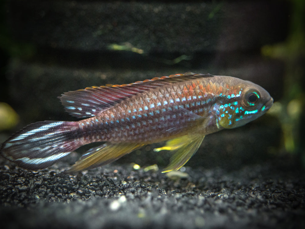 Tefe Agassizi's Dwarf Cichlid (Apistogramma cf. agassizii "Tefe") - TANK-BRED!!!