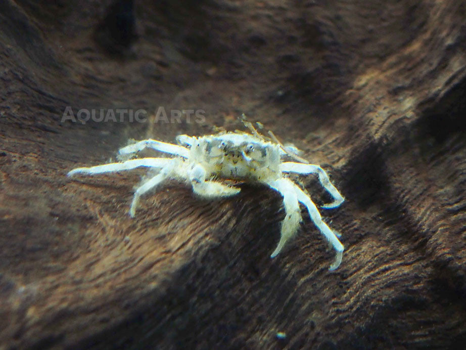 Thai Micro Crabs - Aquatic Arts