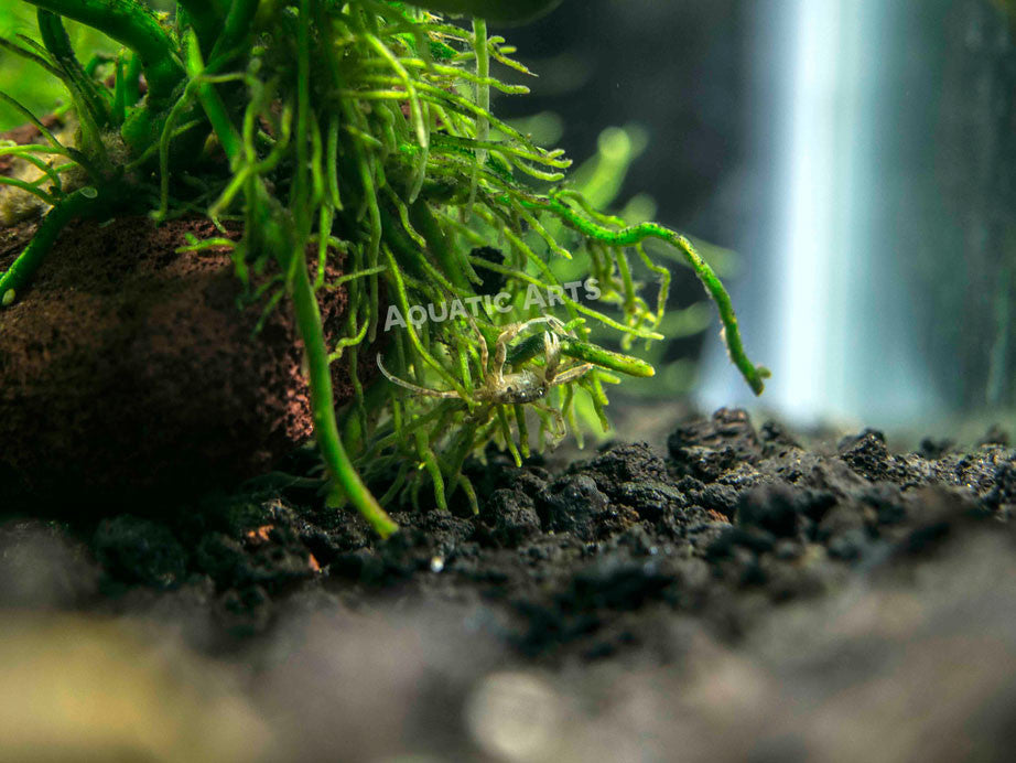 Thai Micro Crabs - Aquatic Arts