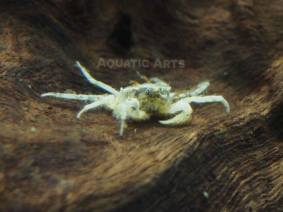 Thai Micro Crabs (Limnopilos naiyanetri)