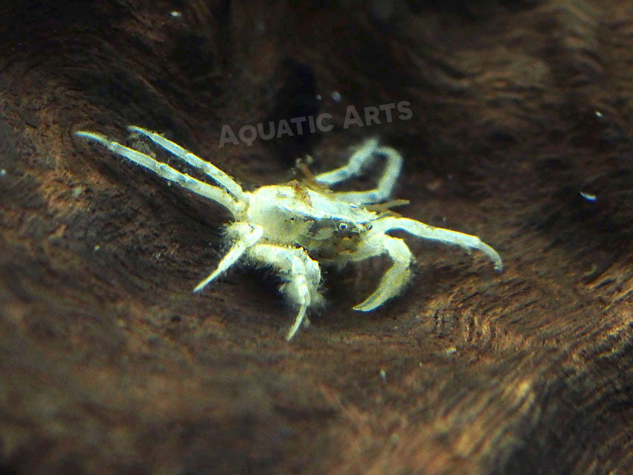 Thai Micro Crabs - Aquatic Arts