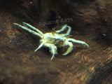 Thai Micro Crabs (Limnopilos naiyanetri)