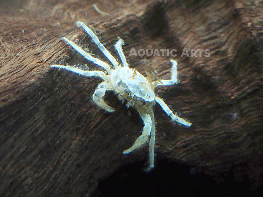 Thai Micro Crabs - Aquatic Arts