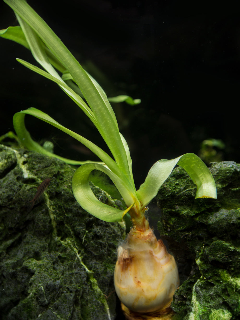 Thai Onion Plant (Crinum thaianum), Plant with Bulb