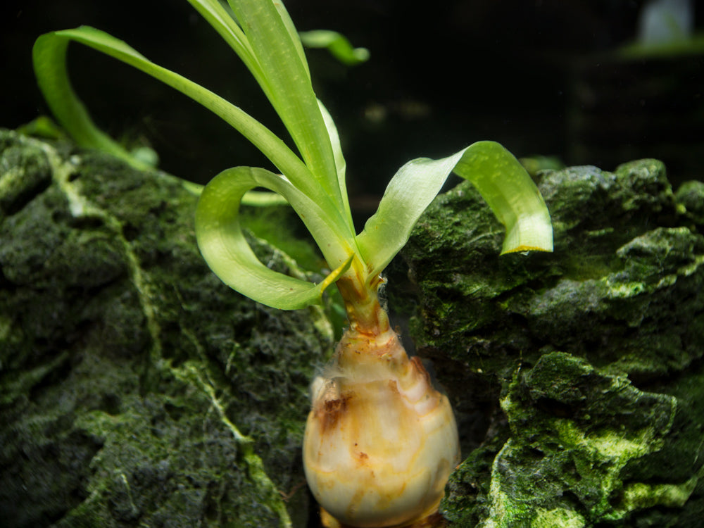Thai Onion Plant (Crinum thaianum), Plant with Bulb