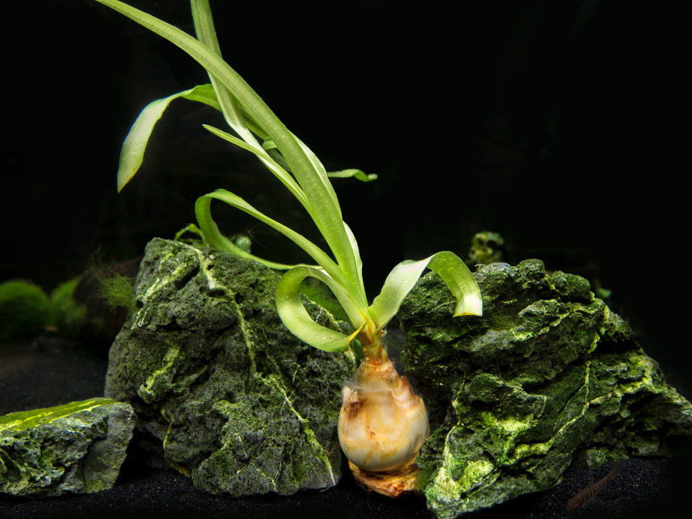 Thai Onion Plant (Crinum thaianum), Plant with Bulb