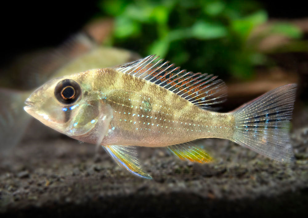 Threadfin Acara Cichlid (Acarichthys heckelii), Tank-Bred