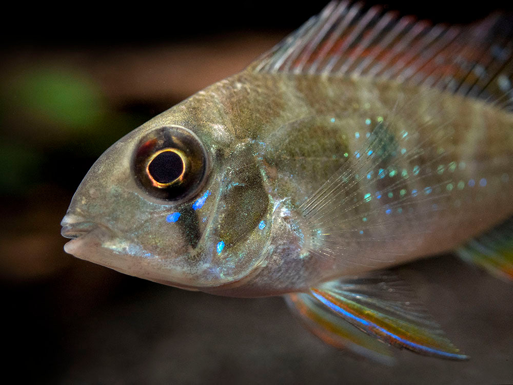 Threadfin Acara Cichlid (Acarichthys heckelii), Tank-Bred