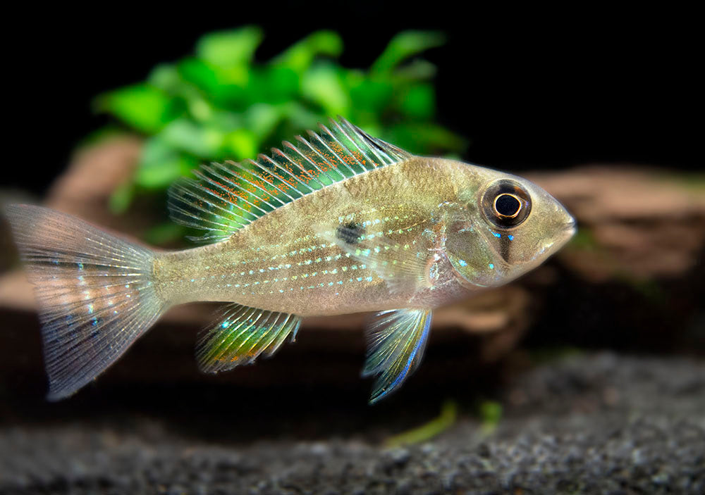 Threadfin Acara Cichlid (Acarichthys heckelii), Tank-Bred