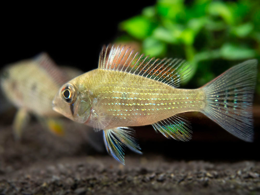 Threadfin Acara Cichlid (Acarichthys heckelii), Tank-Bred