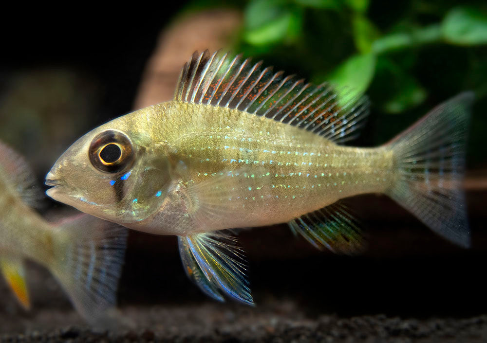 Threadfin Acara Cichlid (Acarichthys heckelii), Tank-Bred