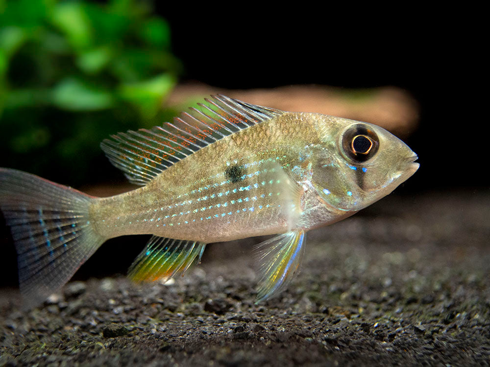 Threadfin Acara Cichlid (Acarichthys heckelii), Tank-Bred