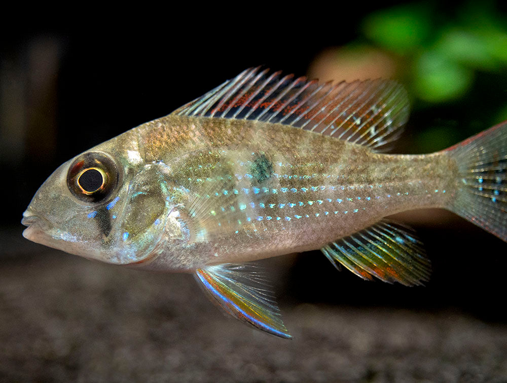 Threadfin Acara Cichlid (Acarichthys heckelii), Tank-Bred