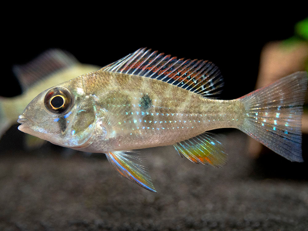 Threadfin Acara Cichlid (Acarichthys heckelii), Tank-Bred