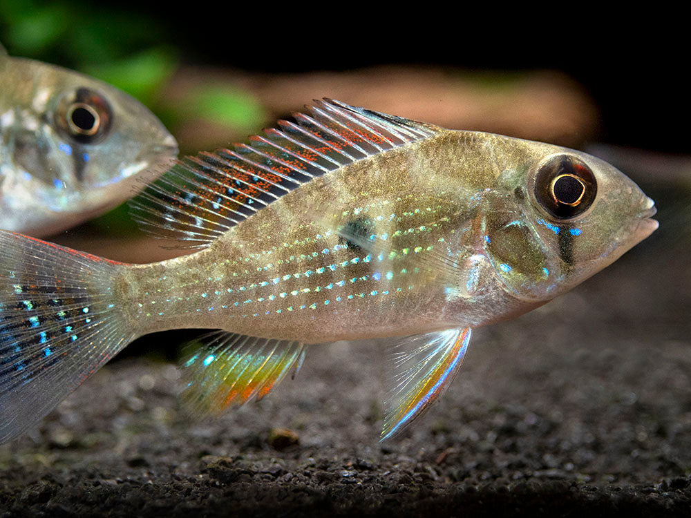 Threadfin Acara Cichlid (Acarichthys heckelii), Tank-Bred