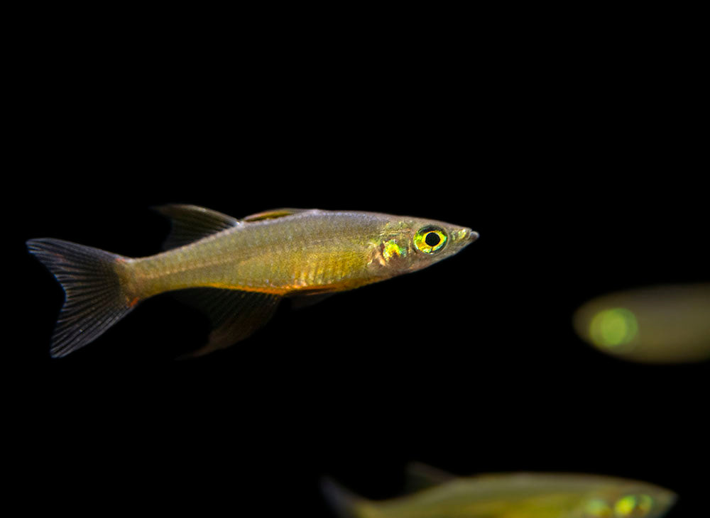 Threadfin AKA Featherfin Rainbowfish (Iriatherina werneri) - Tank-Bred!